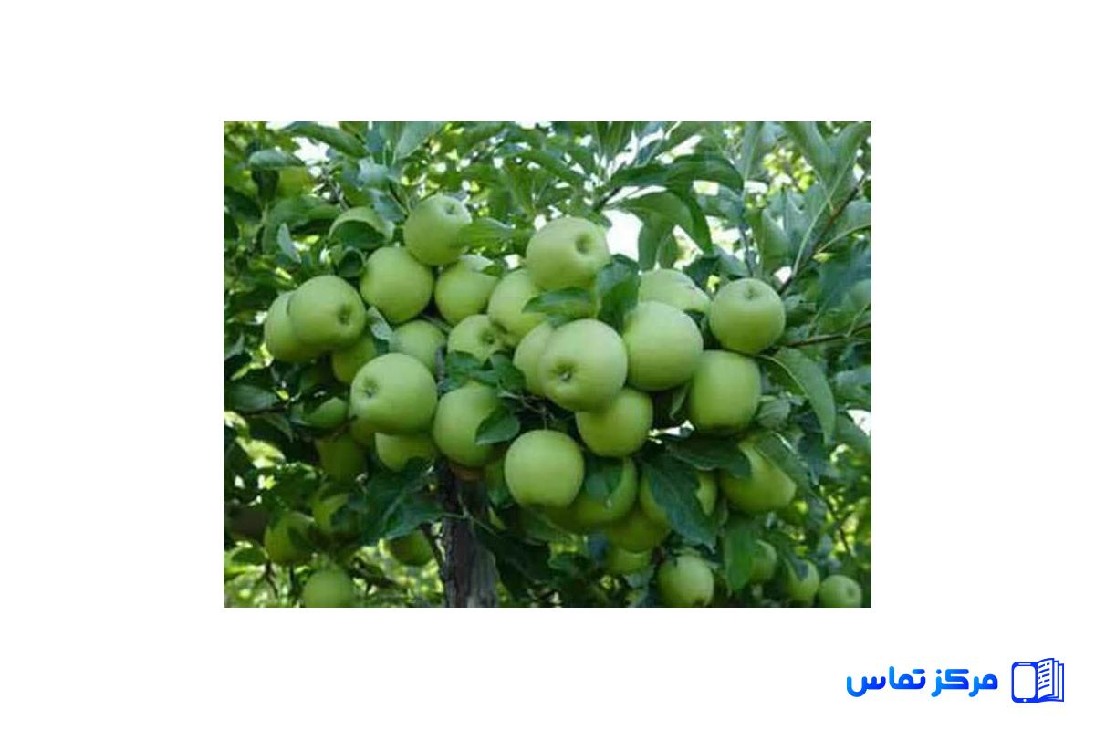 فروش ملک سه هکتاری ملکی