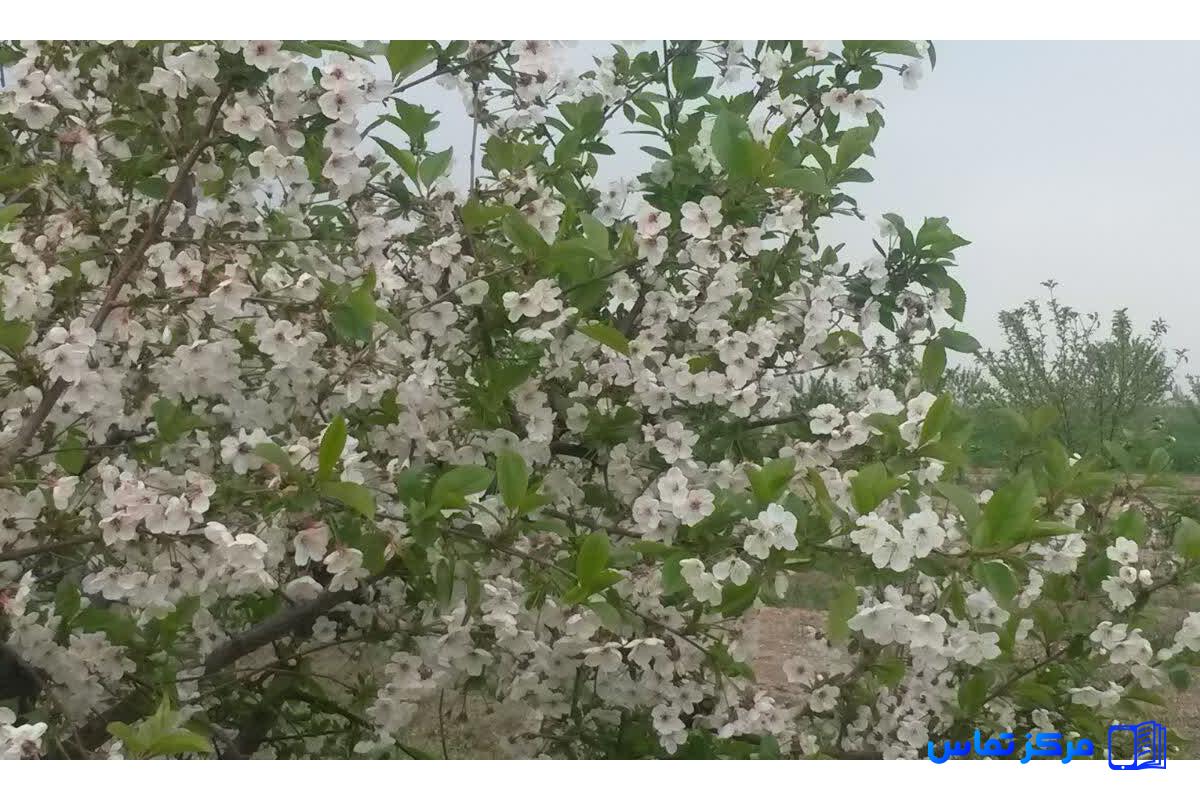 فروش ملک باغی